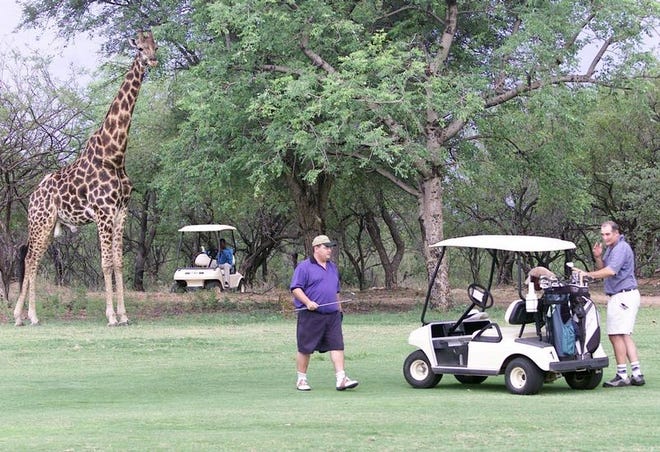A giraffe watches players go about their game on the fairway of the 5th hole on the Hans Merensky Golf Course in Phalaborwa, South Africa. At top right, a sign warns golfers to beware of hippos and crocodiles on the bank of a pond on the course.