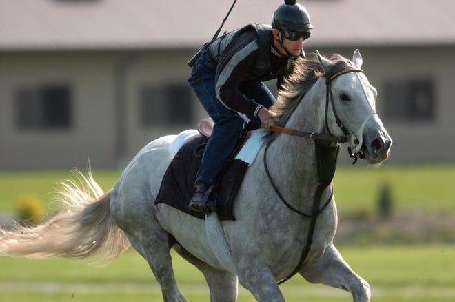 Tapit, with rider Ramon Dominguez, is shown during an exercise run last week in North East, Md. After 17 years of tinkering, toying and toiling, trainer Michael Dickinson has his first Derby starter in Tapit.