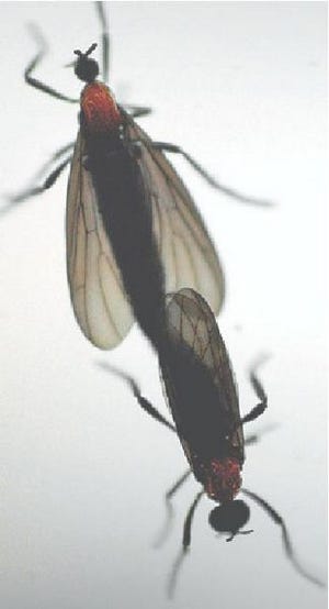Lovebugs can be seen flying in tandem everywhere during their two mating seasons in early and late summer.