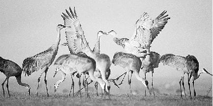Sandhill cranes have migrated to Paynes Prairie for as long as they have called the Great Lakes region their summer home.