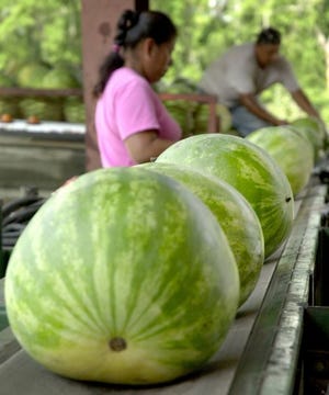 Workers at Watermelon Outlet in Campville unload and label watermelons June 24. Many watermelons are harvested and packaged at area farms.