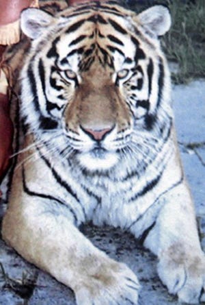 Bobo the tiger is shown in this undated photo. Bobo, owned by Steve Sipek, escaped Monday from his compound in Loxahatchee and was shot and killed Tuesday.