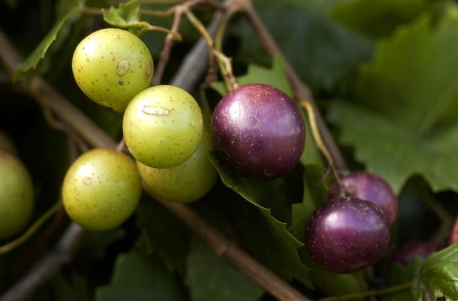 Bronze (light-colored) and black (burgundy) muscadine grapes are ripening in North Central Florida. A local favorite, the grapes can be used in a variety of ways, fresh or processed.