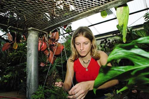 Sonya Gerber, 16, weeds tropical plants in the Loften High School greenhouse. Gerber has been at Loften for two years and hopes
to eventually get a degree in horticulture and become a landscape designer.