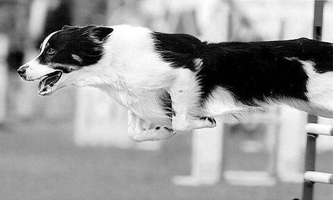 Shea, a border collie, hurtles toward a third-place finish in ther open standard 20-inch class. Shea is owned by Donna Rada, trainer of the Agilmaniacs teams.