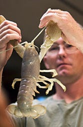 At a media event at the New England Aquarium in Boston yesterday, Dan Holmes, a Plymouth lobsterman, holds a rare white lobster he caught off Wood End Lighthouse in Provincetown last week.