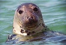 Gray seals, like this one off Monomoy Island, have surged in population since the early '70s. head:
