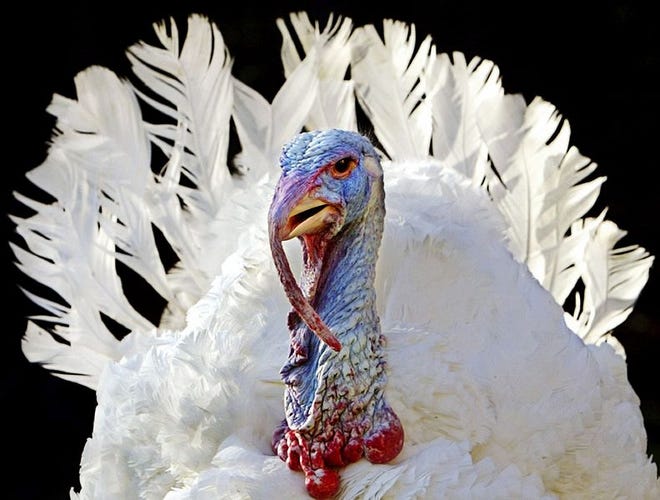 Researchers hope to unravel the turkey's genome so they can engineer birds with bigger breasts, stronger legs and salmonella resistance. Stars was pardoned by President Bush last year.