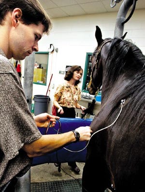 Dr. Steeve Giguere participates Friday in a mock EKG on a standard-bred horse named Mikes Murph at the University of Florida Large Animal Hospital equine intensive care unit. A shock treatment is being used for the first time in the United States at UF with success to cure irregular heartbeats.