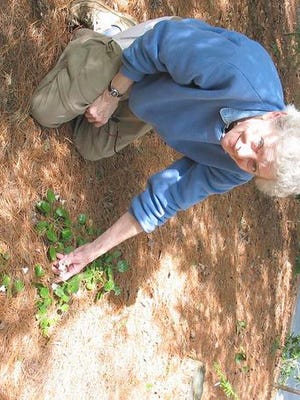 Delia Bankhead points to a special plant in her large garden. It's one of the rarest American flowers, Shortia galacifolia or Oconee Bells, discovered by Andre Michaux in the 1850s. It soon disappeared from its natural habitats and was not reported again until 1946, she said, when a teenager found one in South Carolina. It was hand propagated and is now available from a few sources.