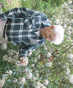Henry Muntz shows a viburnum that he considers superior to the familiar leather leaf variety. This one has shiny leaves that stay on year-round and brighter flowers than those of leather leaf.