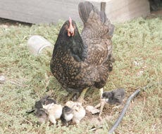 This mother hen and her chicks represent one of the most versatile foodstuffs known to man: the humble chicken.
Courtesy photo
