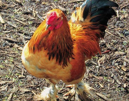 The rooster is big in religion and mythology - and on a dinner plate.
Courtesy photo