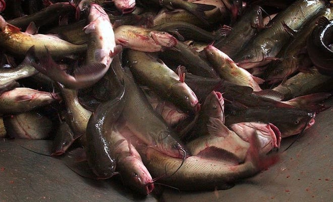 Farm-raised catfish sit at the bottom of a conveyor system waiting to be sent on to be processed at the Southern Pride Catfish plant in Greensboro in July.