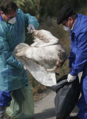 Romanian authorities began slaughtering thousands of household birds to prevent the spread of bird flu.