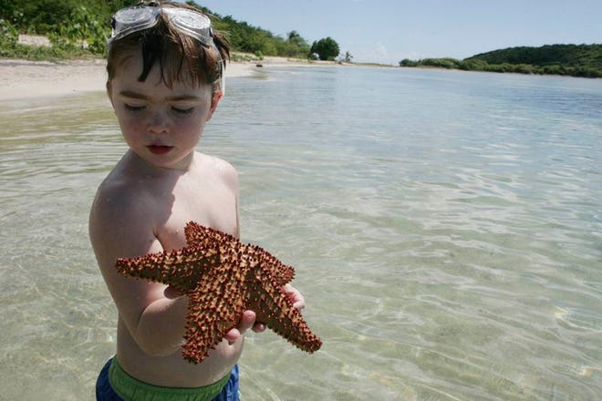 Gabriel Di Bernardo, 5, of York, Maine vacationing in Vieques, Puerto Rico, in February with his family, marvels at a red starfish at Esperanza's beach.