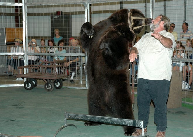 Pete the Bear pauses before jumping over obstacles to kiss Derrick Rosaire Jr. during a show Saturday at the Big Cat Habitat and Gulf Coast Sanctuary. Pete kissed Rosaire repeatedly between stunts.