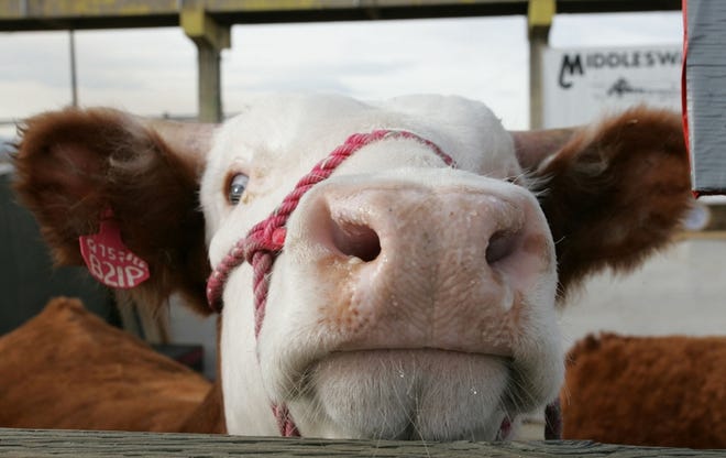A polled Hereford bull peers over the fence in the yards at the National Western Stock Show and Rodeo in Denver last year.