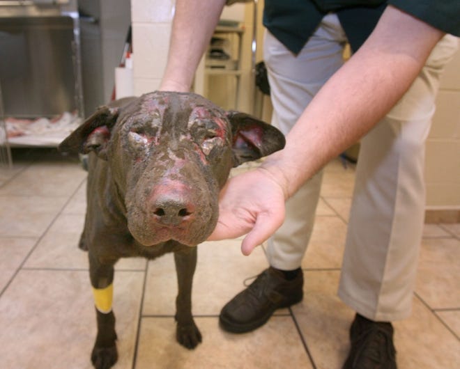 Jessica Sagely's pet Labrador retriever, Taz, was evidently tied up and burned Wednesday night.