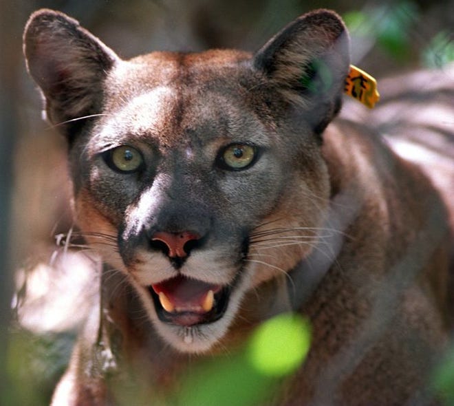 The Florida panther, one of the world's rarest and most elusive predators, have made a remarkable rebound.