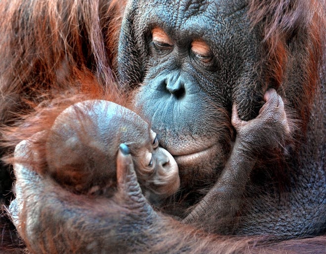 ABOVE: Chelsea holds Bob, her baby, as the orangutans spend quality time

together at the Greenville Zoo. The zoo is a popular place to visit this spring because of Bob, who was born Jan. 23.
AT TOP: An alligator takes a nap.