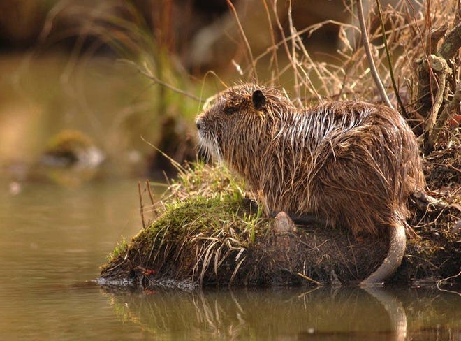 A nutria suns itself at Moody Swamp, west of Tuscaloosa. Nutrias grow to be about the size of beavers.