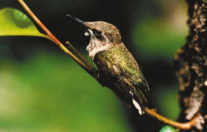 The ruby-throated hummingbird’s average return date to the Pocono Plateau is May 7, according to naturalist John Serrao’s observations.