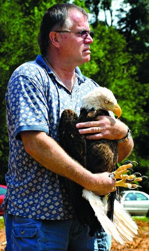 Bob Rowley, 59, of Ocala cradles a rehabilitated bald eagle just before releasing it at Paynes Prairie on Wednesday. The eagle was hit by a car on U.S. 441 in April and was nursed back to health by the Audubon Center for Birds of Prey in Maitland and the University of Florida Veterinary Medical Center.