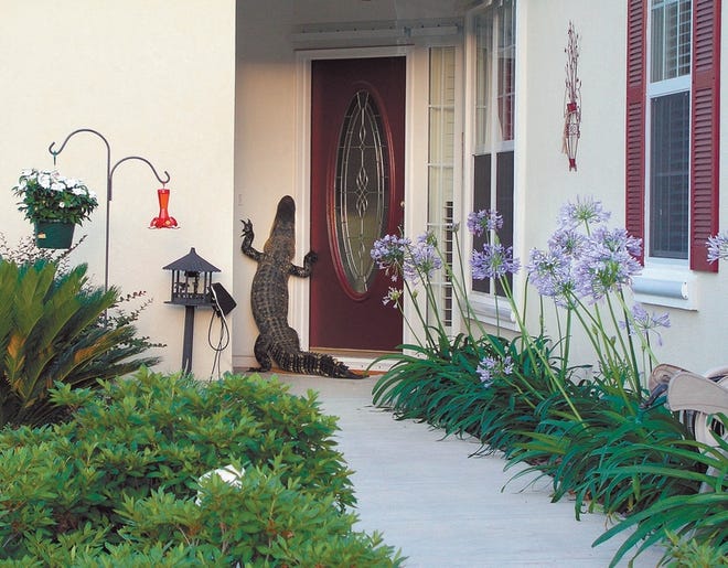 A 6-foot-long alligator climbs within inches of the doorbell after knocking into the front door of Roslyn and Robert Loretta's home in Sun City Hilton Head, S.C., on June 2.