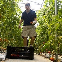 Noel Turzyn of Dennis picks vine-ripened tomatoes at the capeAbilities greenhouses off Route 6A yesterday to sell through "salad club" memberships.