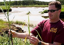 Steve Smith, a plant ecologist for the Cape Cod National Seashore, examines the growth of Spartina alterniflora, smooth cordgrass, in Wellfleet. Large areas of the grass have not been regrowing.