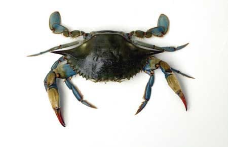 When we think of beach food, we think of fresh local shrimp, fish or this Blue Crab.
McClatchy Newspapers photo