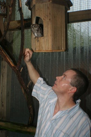 Kenneth Lane, vice president of OWLS, checks on one of the group's rescued Eastern Screech Owls.