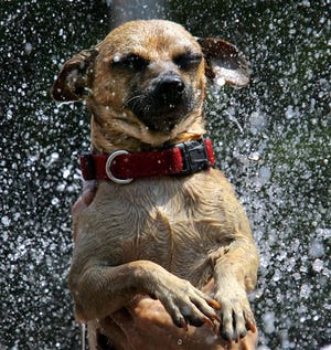 A dog named Pooch gets a cooling sprinkle from a fire hydrant in north Philadelphia as the region experienced a continuing heat wave Wednesday.
