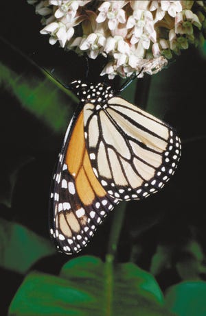 Female monarch butterflies lay their eggs on milkweed plants (the caterpillar's only foodplant) and then die.
