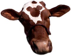 Did you know ... The meat in one hamburger might have come from hundreds or even thousands of cows.