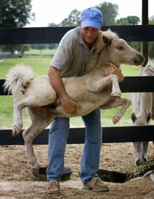 Sarasota businessman Dave Ferguson says, "He weighs a little more than he use to," as he lifts Jerry Lee Lewis, a 3-month-old minature horse that lives on his farm. Ferguson, who during the week runs a high end car dealership in Sarasota, comes to Williston on the weekends to work on his Windhorse Sanctuary farm.