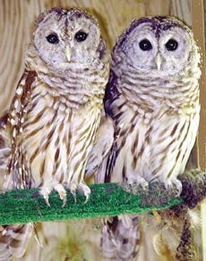 Visitors to the Center for Wildlife's Open House on Sunday, Sept. 10 will get a close-up view of many species of mammals, reptiles and birds, like these Barred owls.
Courtesy photo