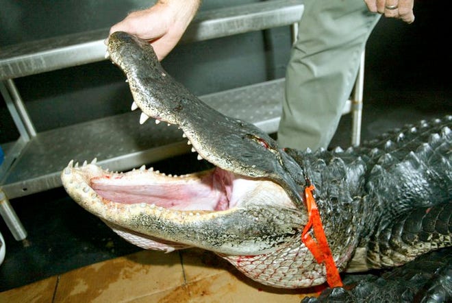 A 10-foot, 1-inch-long American alligator, weighing nearly 300 pounds, is shown here as Mike Fagan holds open his jaws in a freezer at Fagan Alligator Products in Dade City. Trappers met with the Florida Fish and Wildlife Conservation Commission staff Tuesday in Lady Lake to discuss customer service, fair payment and protecting their livelihood.