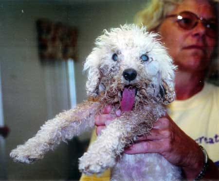 This is one of the poodles that was removed from the care of breeder Paula Smith of Lake Wales.