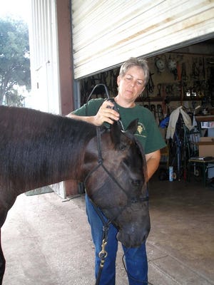 Morgan Silver, executive director of Horse Protection Association of Florida, carefully clips excess hair from the mane of a rescued horse in recovery at her facility.