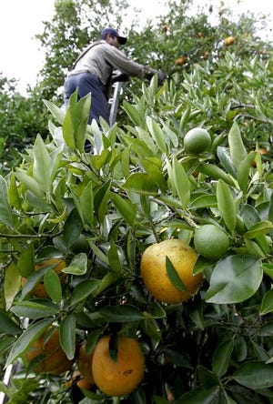 Ripe Valencia oranges wait to be picked as Juan Tinajero, 34, a legal immigrant from Mexico, gets the higher-up ones in Arcadia earlier this year.