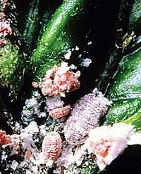 The Pink Hibiscus Mealybug can cause major economic losses to many crops in Louisiana.