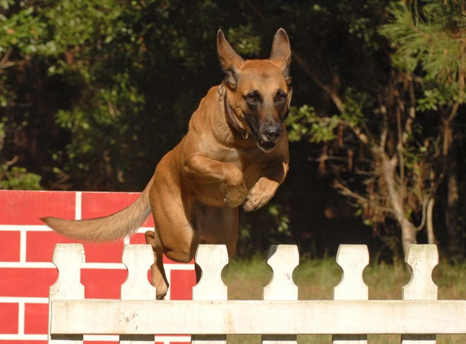 Laika, a Belgian Malinois, races through the obstacle course at the SCMPD training facility on Dean Forest Road. Laika is the newest addition to the K-9 team.