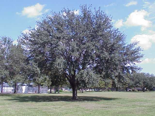 Planted in the proper location, the live oak is one of the best trees for south Louisiana.