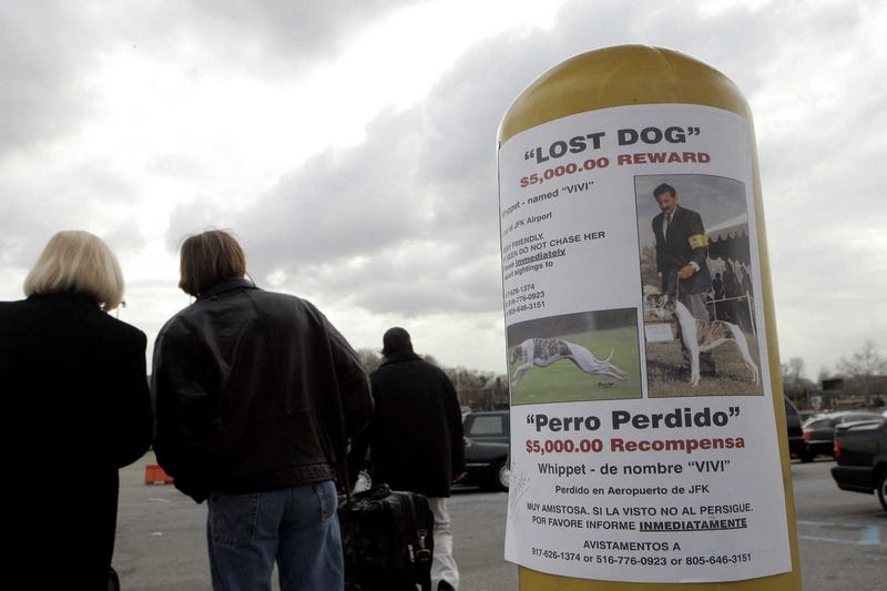 Vivi The Missing Whippet Becomes An Urban Legend