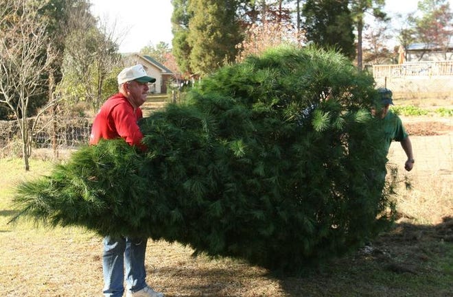 Matthew Gay (left), of Gay's Christmas Tree Farm on Tobacco Road, helps load a 12-foot white pine onto a trailer for the Georgia Governor's Mansion.