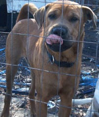 Rufus Breed: Sharpei mixSex: MaleAge: Approximately 9 monthsSpay / Neutered: Yes Medical: Has all of his shots