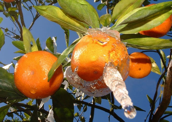 You need to protect your orange tree when a freeze is predicted, Especially when temperatures are going below 28 degrees for more than five hours.
