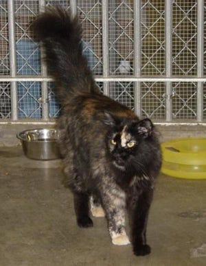 Yrtle, a 3-year-old female long-haired tortoiseshell cat, is available for adoption through the CSRA Humane Society. Adoptions are from 5:30-7:30 p.m. Wednesdays and 10 a.m. to 4 p.m. Saturdays at the organization's headquarters, 425 Wood St., Augusta. For more information, visit www.csrahumanesociety.org or call (706) 261-7387.